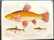 Wilkes, John 1802 Fish Print. Very Fine Hand Colour