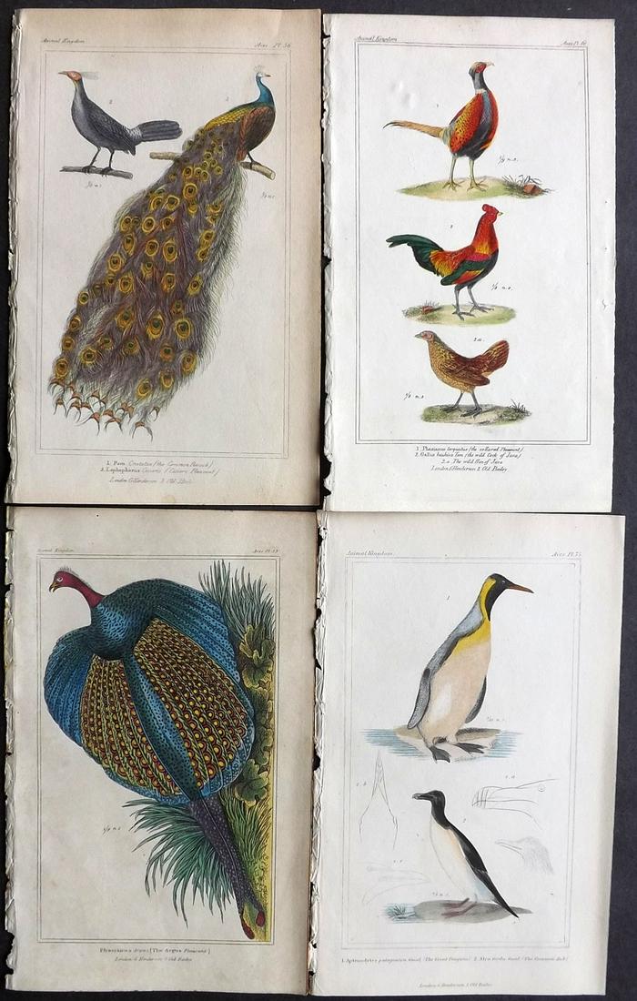 Cuvier, Baron 1834 Lot of 4 HC Birds. Peacock Poultry (1 of 2)