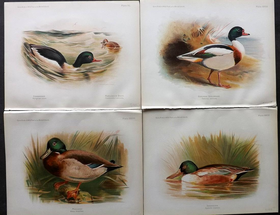 Dixon & Whymper 1900 Lot of 4 Bird Prints. Ducks: Chromolithographs Published 1900, Sheffield for "The Game Birds and Wild Fowl of The British Islands" by Charles Dixon. Illustrated by Charles Whymper. Paper Size: 10.5 x 8 inch (27 x 21cm) Good Condi