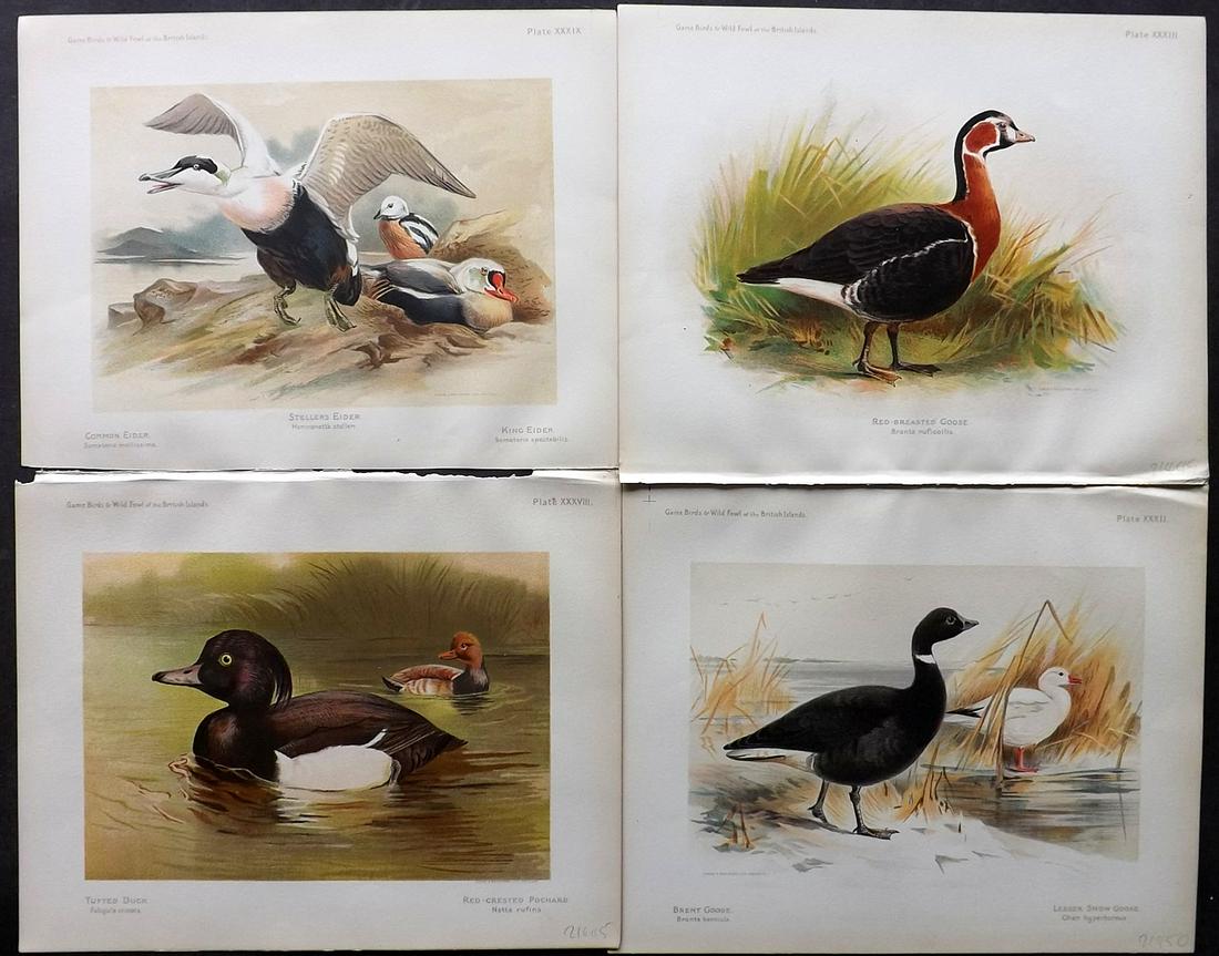 Dixon & Whymper 1900 Lot of 4 Bird Prints. Ducks Geese: Chromolithographs Published 1900, Sheffield for "The Game Birds and Wild Fowl of The British Islands" by Charles Dixon. Illustrated by Charles Whymper. Paper Size: 10.5 x 8 inch (27 x 21cm) Good Condi