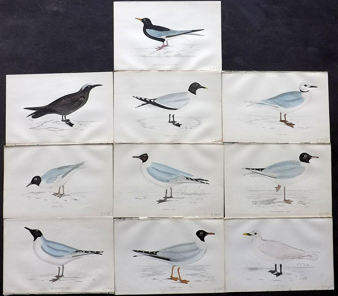 Morris, Francis 1867 Lot of 10 Hand Col Bird Prints: Woodblocks Published 1863-67, London for "A History of British Birds" by the Rev. F. O. Morris. Printed in colours and finished by Benjamin Fawcett. Paper Size: 7.5 x 5 inch (19 x 14cm) Good condition