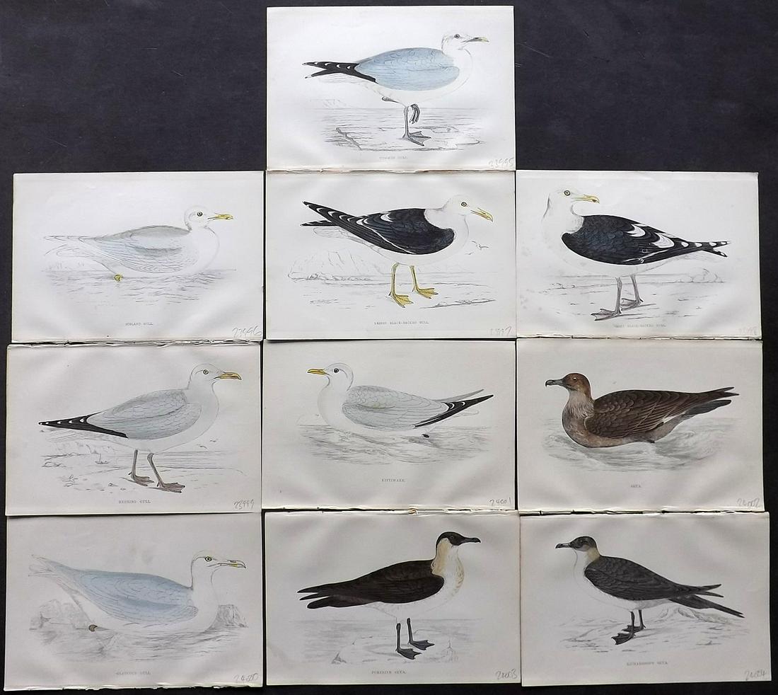 Morris, Francis 1867 Lot of 10 Hand Col Bird Prints: Woodblocks Published 1863-67, London for "A History of British Birds" by the Rev. F. O. Morris. Printed in colours and finished by Benjamin Fawcett. Paper Size: 7.5 x 5 inch (19 x 14cm) Good condition