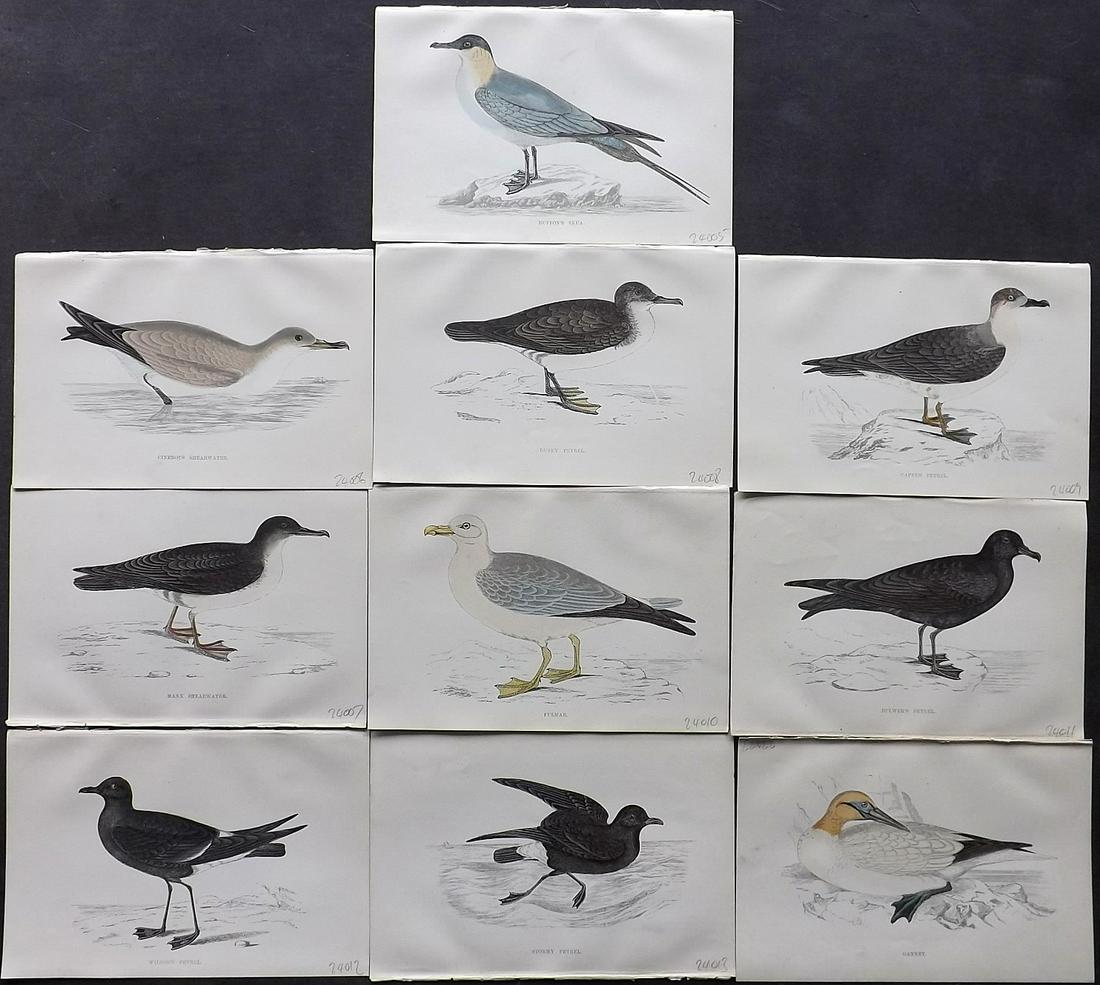 Morris, Francis 1867 Lot of 10 Hand Col Bird Prints: Woodblocks Published 1863-67, London for "A History of British Birds" by the Rev. F. O. Morris. Printed in colours and finished by Benjamin Fawcett. Paper Size: 7.5 x 5 inch (19 x 14cm) Good condition