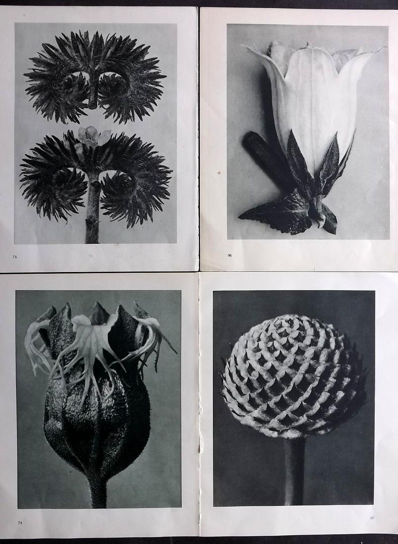 Blossfeldt, Karl 1936 Lot of 4 Botanical Prints (1 of 2)