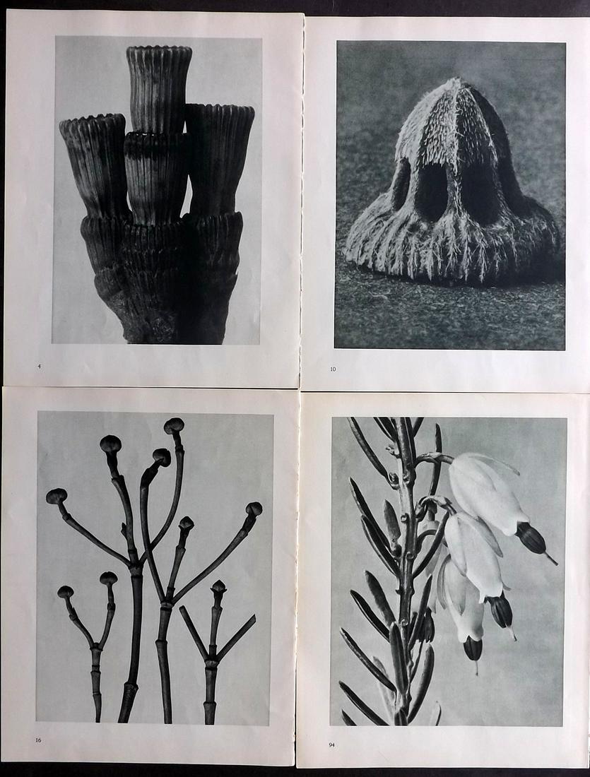 Blossfeldt, Karl 1936 Lot of 4 Botanical Prints: Photogravures Published 1936, Berlin for "Urformen der Kunst" by Karl Blossfeldt. Printed both sides, with no show through. Paper Size: 12.5 x 9.5 inch (32 x 24cm)