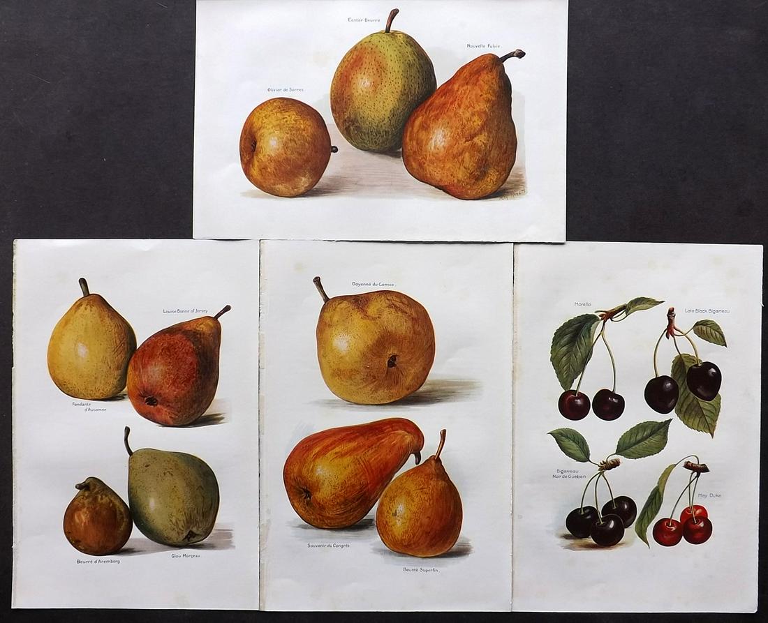 Wright, J & H 1924 Lot of 4 Vintage Fruit Prints: Lithographs Published 1924, London for "The Fruit-Grower's Guide" by John and Horace Wright. Paper Size: 10.5 x 7 inch (27 x 18cm) Very minor background toning in parts. Good Condition