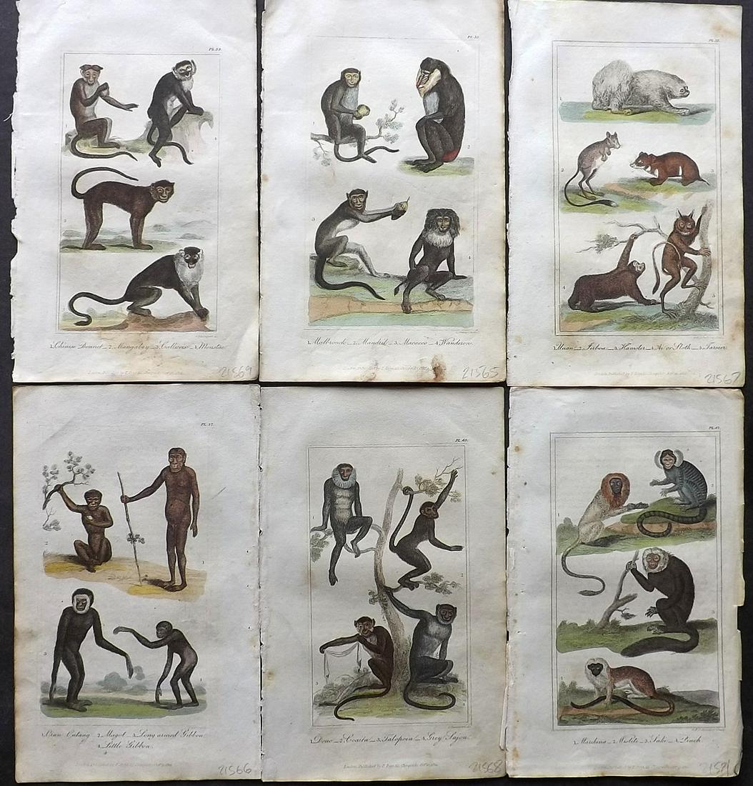 Buffon, Comte de 1827 Lot of 6 HCol Animal Prints: Hand Colourd Etching/Engravings Published 1827, London for "Buffon's Animated Nature..." by The Comte de Buffon et al. Paper Size: 8 x 5 inch (21 x 13cm) Minor toning