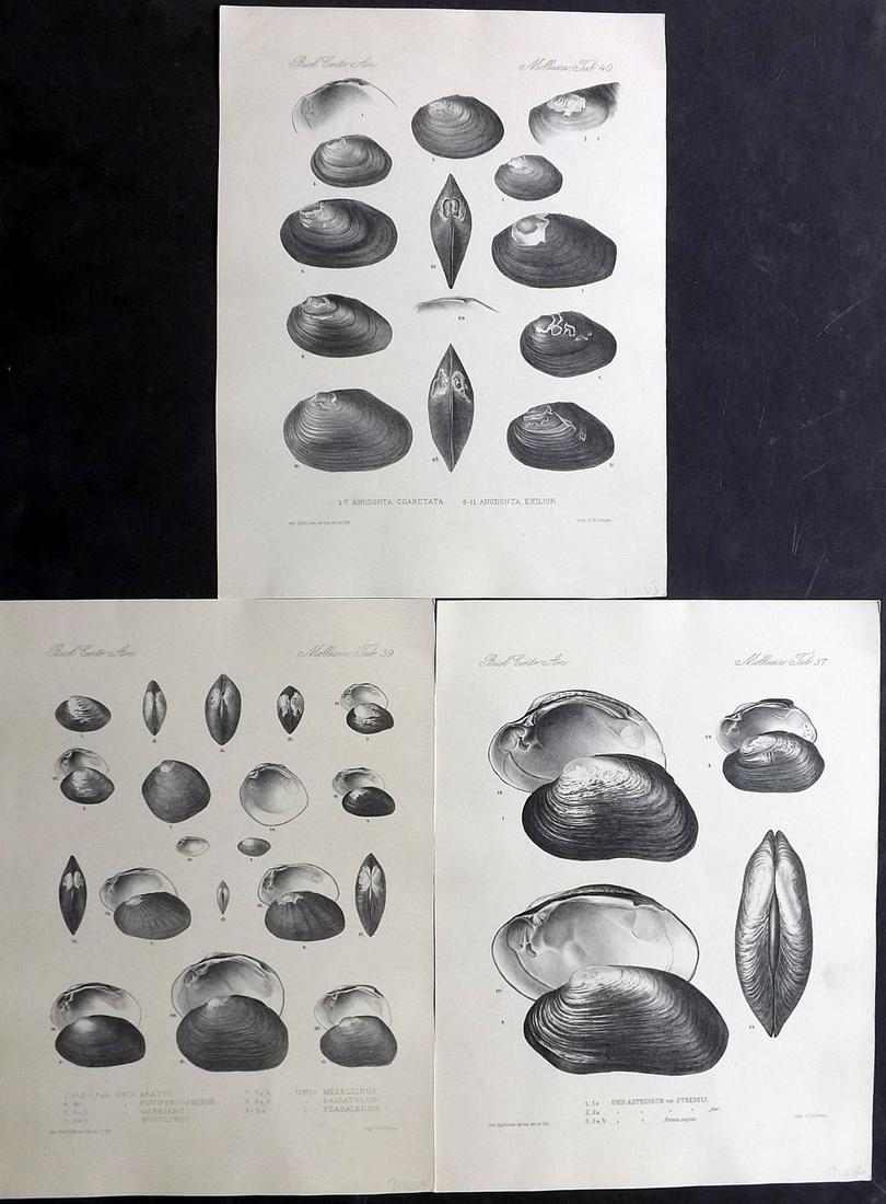 Godman, Frederick C1890 Lot of 3 Rare Shell Prints: Lithograph Published 1879-1915, London for "Biologia Centrali-Americana..." by Frederick DuCane Godman and Osbert Salvin. Rare. Paper Size: 12.5 x 9.5 inch (32 x 24cm) Good Condition