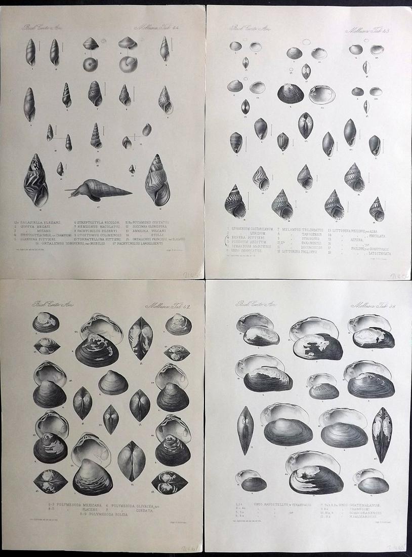 Godman, Frederick C1890 Lot of 4 Rare Shell Prints (1 of 2)