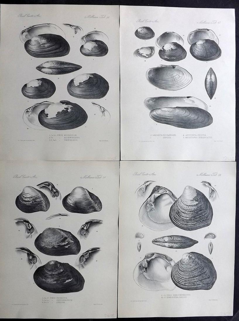 Godman, Frederick C1890 Lot of 4 Rare Shell Prints (1 of 2)