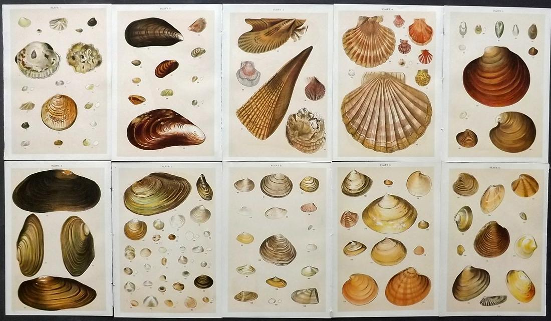 Gordon, W. J. C1900 Lot of 10 Shell Prints (1 of 2)
