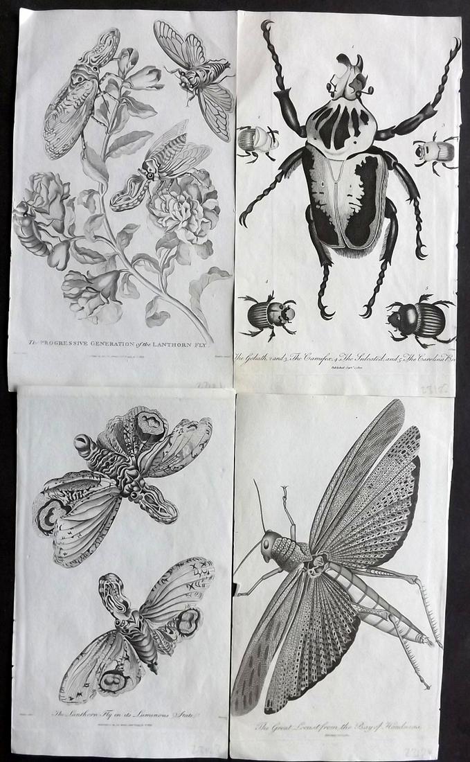 Linnaeus & Sibly C1805 Group of 4 Insect Prints: Copper Plates Published 1794-1810, London for "A Genuine and Universal System of Natural History" by Carl Linnaeus and Ebenezer Sibly. Illustrated after George Edwards, Bloch, Knorr, Buffon, Gmelin an