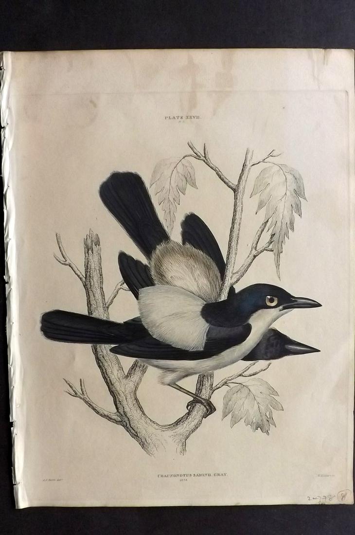 Jardine & Selby C1840 HC Bird Sabine's Puff-Back Shrike: Hand Coloured Etching Published 1826-43 by Lizars, Edinburgh for "Illustrations of Ornithology" by William Jardine & Prideaux John Selby. Illustrated by the Authors, Edward Lear, John Gould, J. Thomps