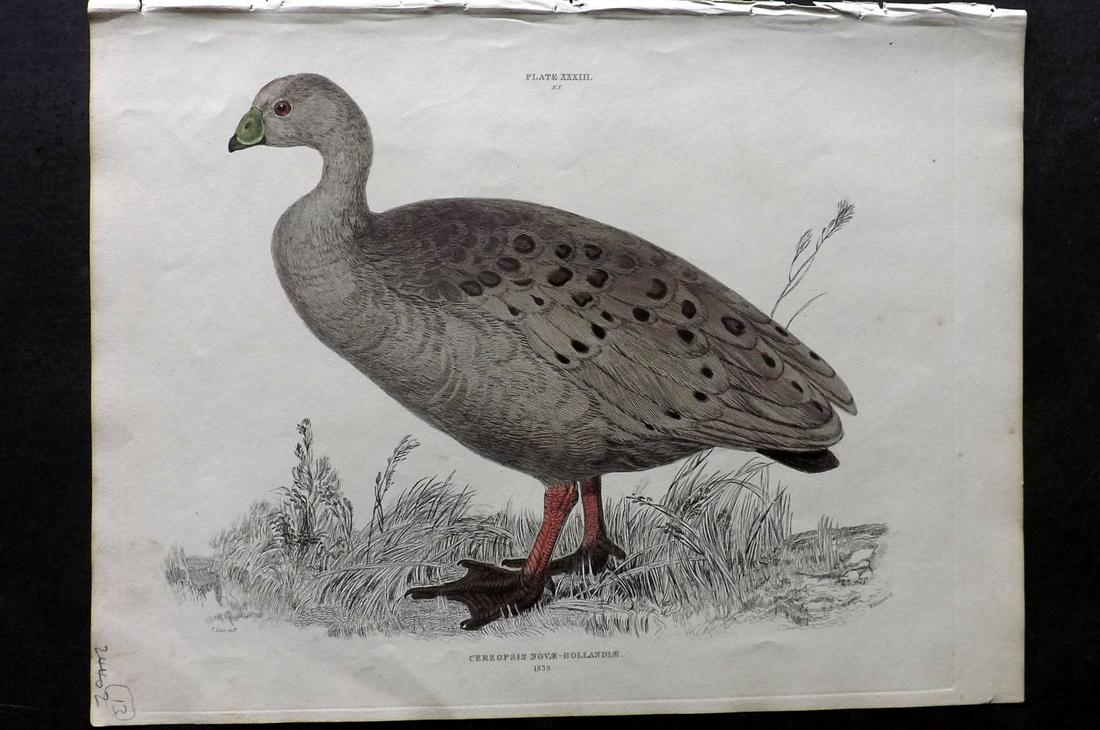 Jardine & Selby C1840 Bird. Australian Cerreopsis. Lear: Hand Coloured Etching Published 1826-43 by Lizars, Edinburgh for "Illustrations of Ornithology" by William Jardine & Prideaux John Selby. Illustrated by the Authors, Edward Lear, John Gould, J. Thomps