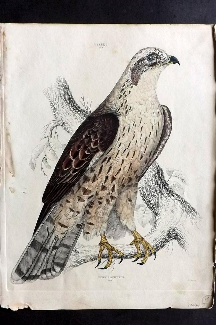 Jardine & Selby C1840 HC Bird Print. Honey Buzzard (1 of 2)