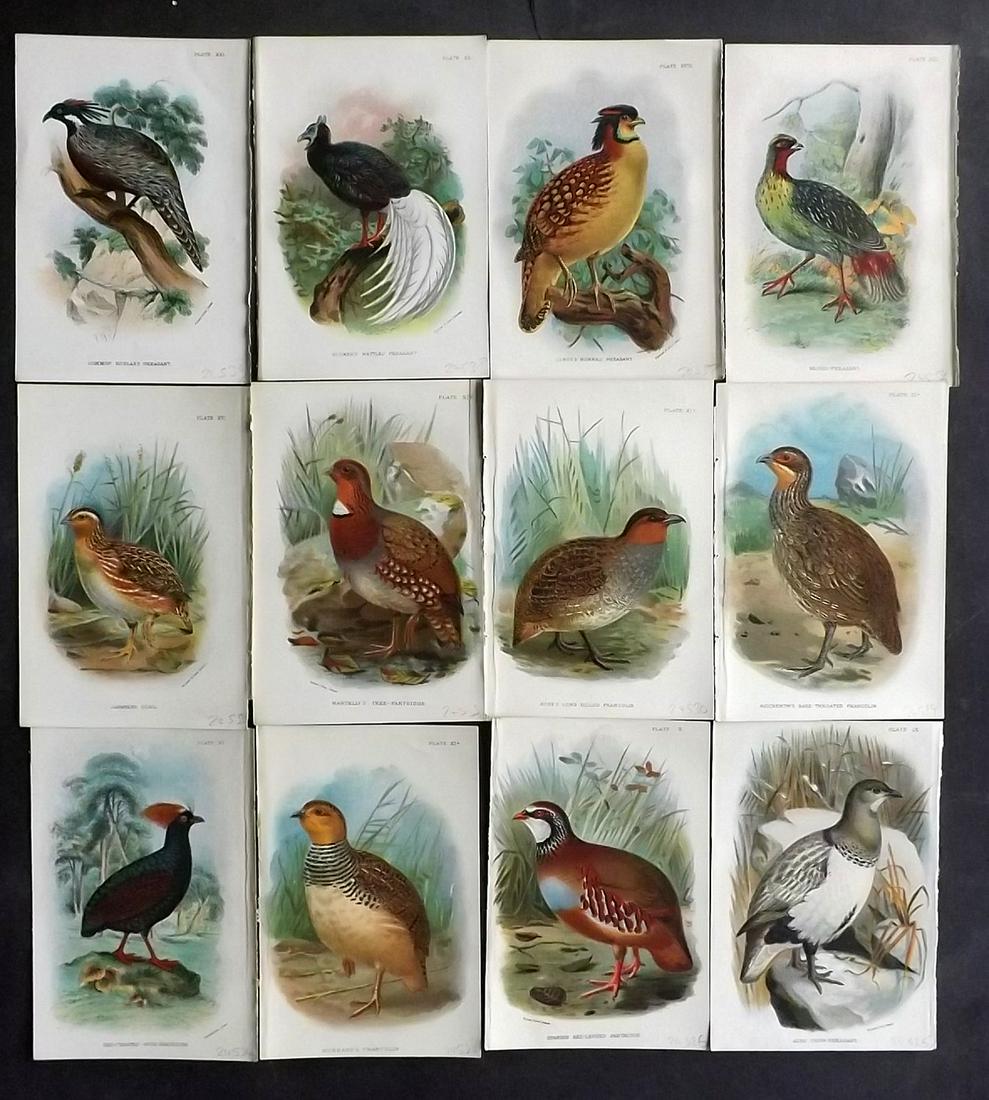 Lloyds's 1897 Lot of 12 Bird Prints. Game Birds (1 of 2)