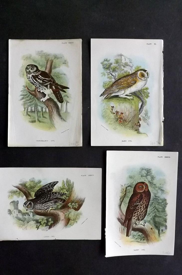 Lloyds's 1897 Lot of 4 Bird Prints. Owls (1 of 2)