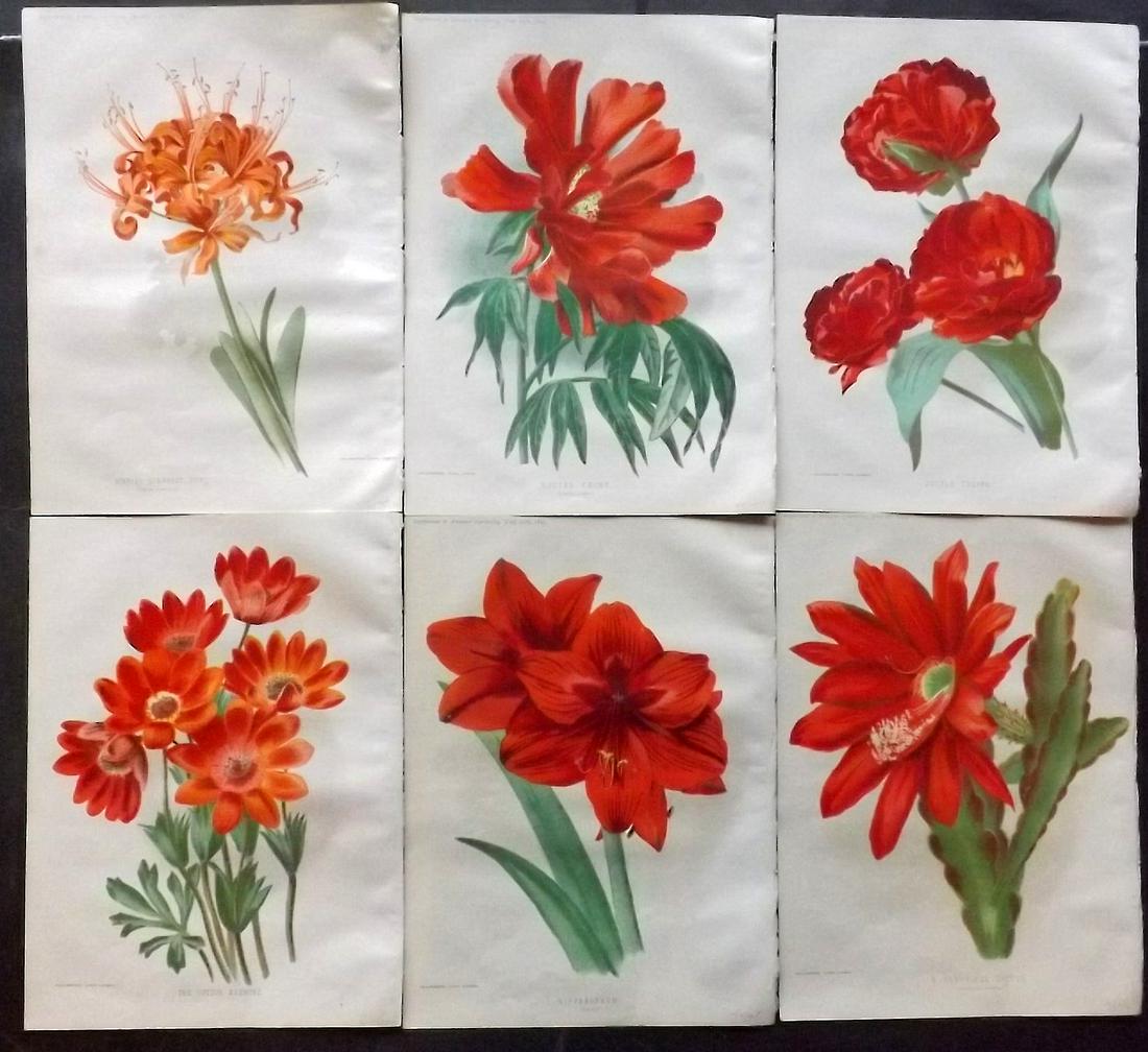 Amateur Gardening 1896 Lot of 6. Cactus Peony Tulip (1 of 2)