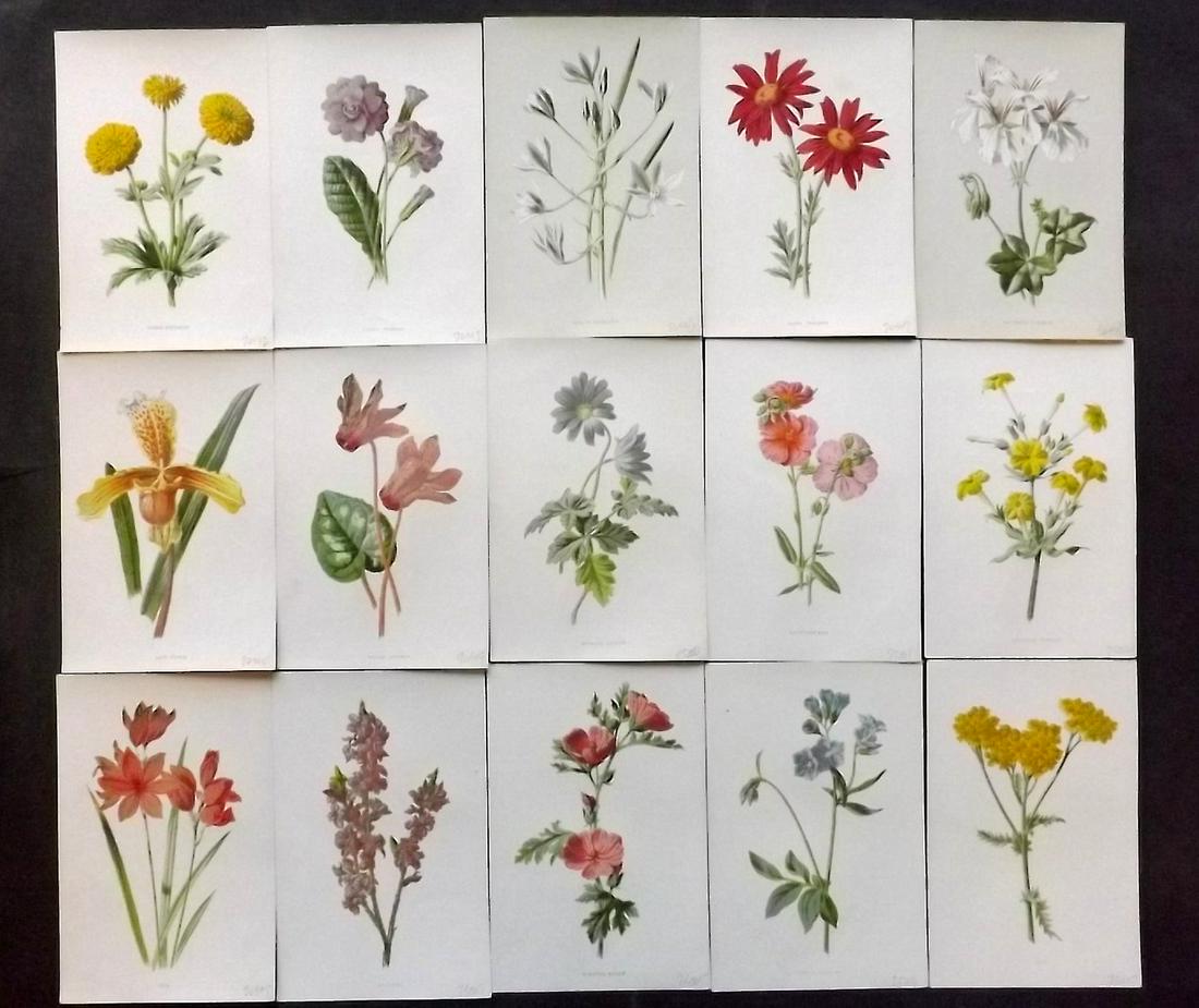 Hulme, Edward C1880 Lot of 15 Botanical Prints (1 of 2)