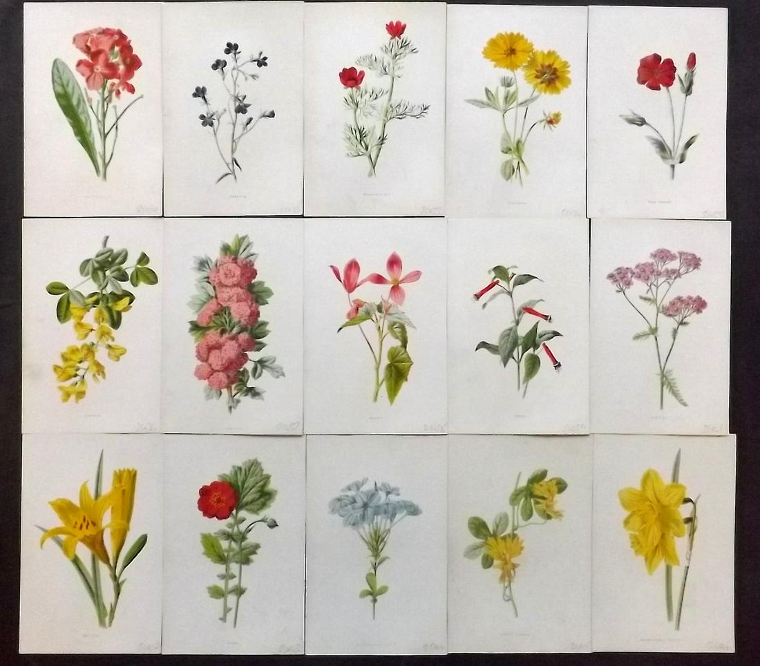 Hulme, Edward C1880 Lot of 15 Botanical Prints (1 of 2)