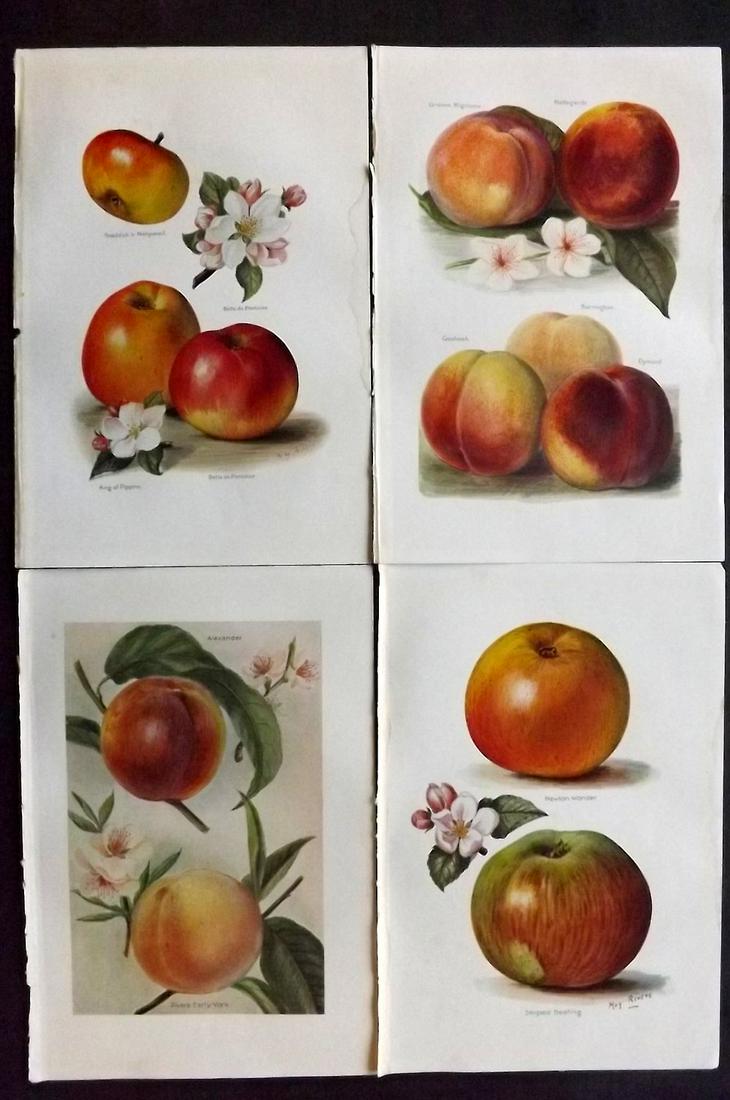 Wright, J & H 1924 Lot of 4 Vintage Fruit Prints: Lithographs Published 1924, London for "The Fruit-Grower's Guide" by John and Horace Wright. Paper Size: 10.5 x 7 inch (27 x 18cm) Minor background toning