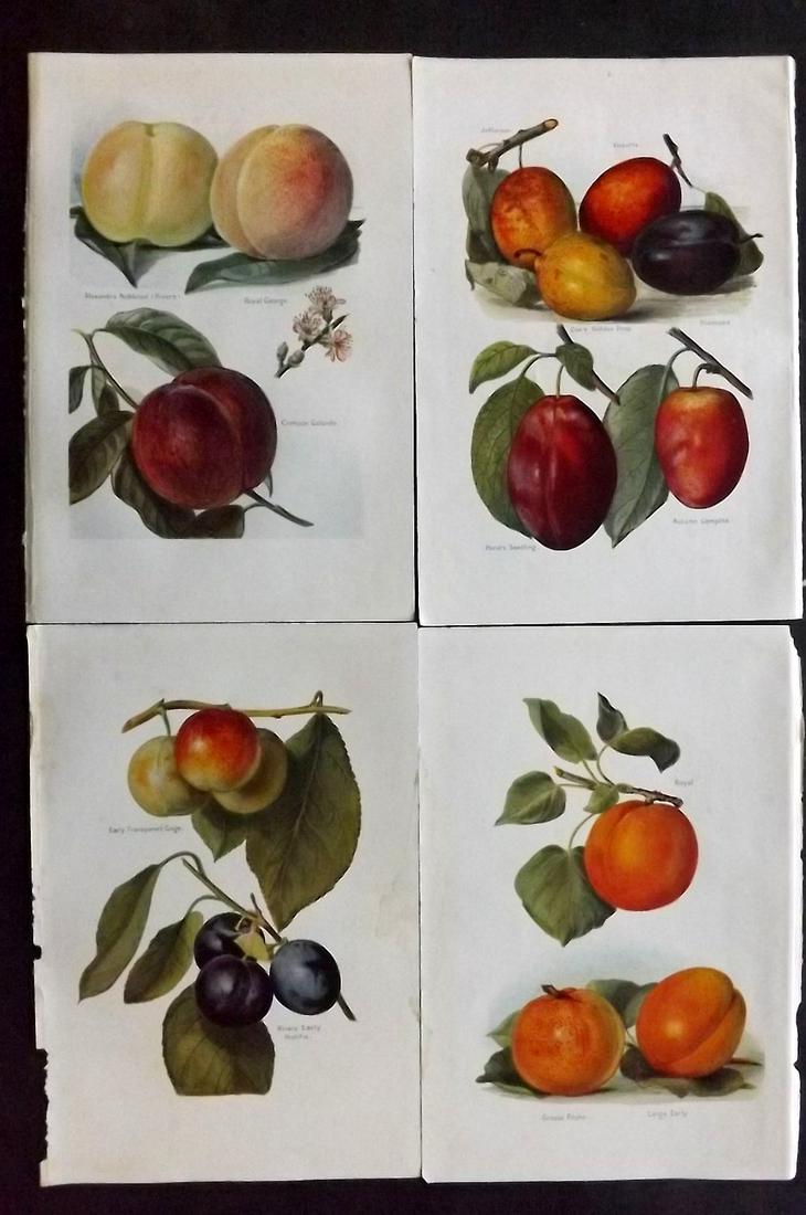Wright, J & H 1924 Lot of 4 Vintage Fruit Prints: Lithographs Published 1924, London for "The Fruit-Grower's Guide" by John and Horace Wright. Paper Size: 10.5 x 7 inch (27 x 18cm) Minor background toning
