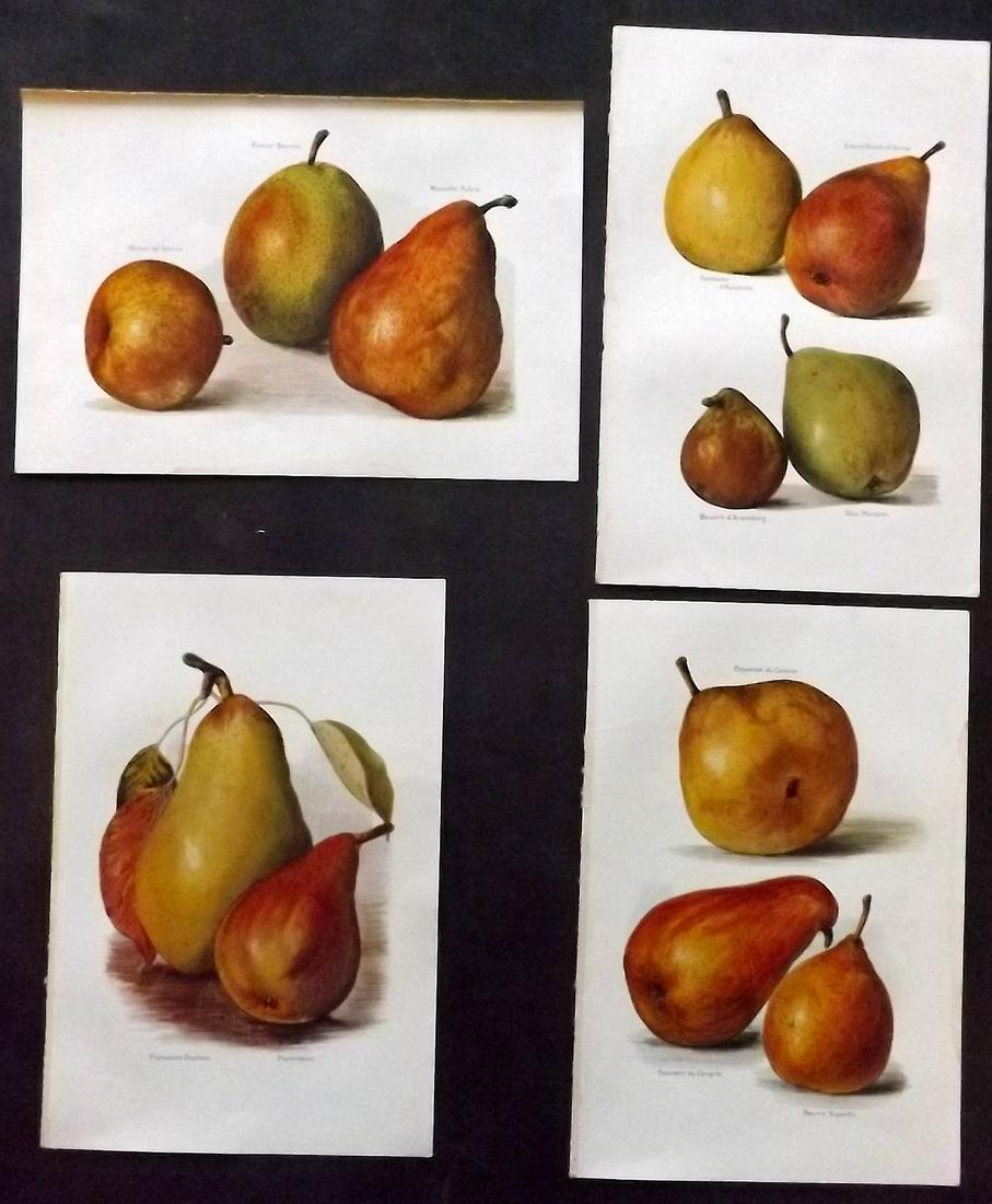 Wright, J & H 1924 Lot of 4 Vintage Fruit Prints: Lithographs Published 1924, London for "The Fruit-Grower's Guide" by John and Horace Wright. Paper Size: 10.5 x 7 inch (27 x 18cm) Minor background toning