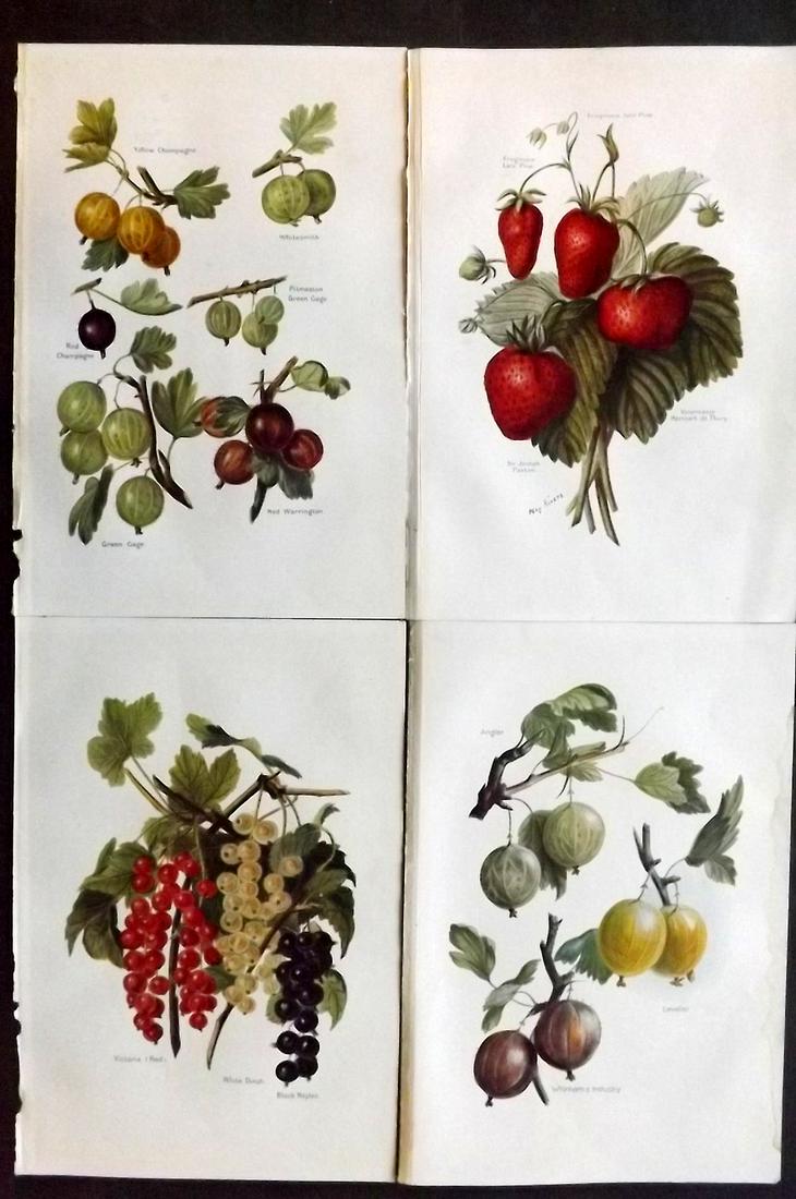 Wright, J & H 1924 Lot of 4 Vintage Fruit Prints: Lithographs Published 1924, London for "The Fruit-Grower's Guide" by John and Horace Wright. Paper Size: 10.5 x 7 inch (27 x 18cm) Minor background toning