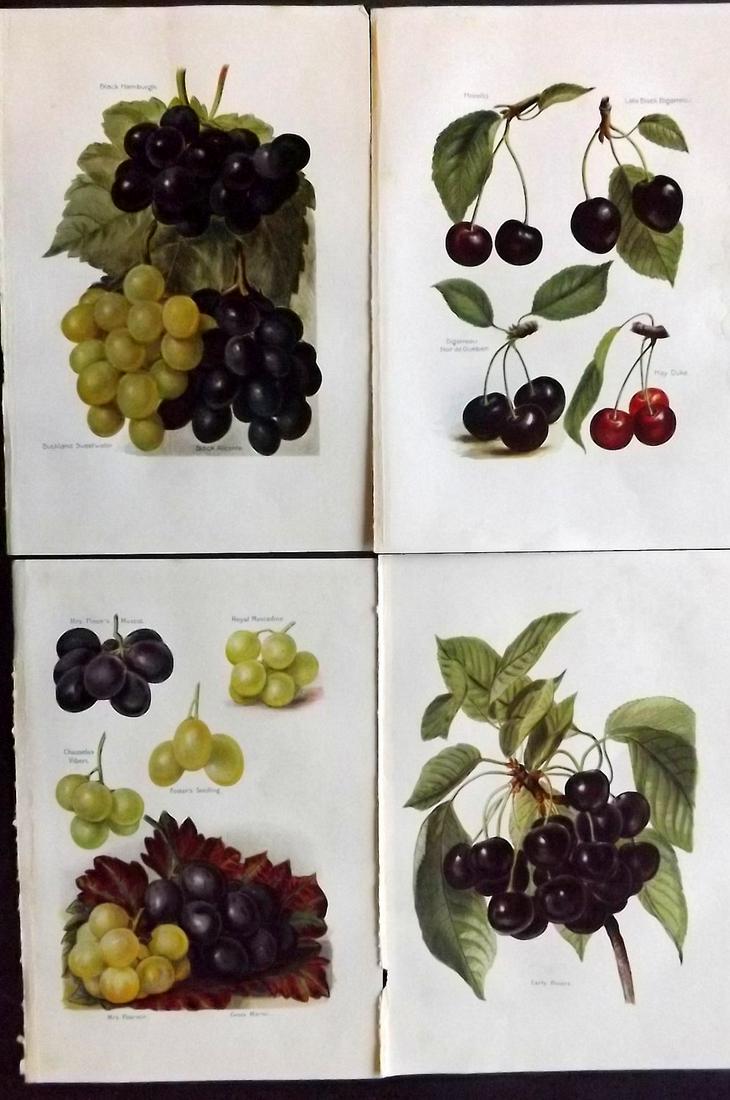 Wright, J & H 1924 Lot of 4 Vintage Fruit Prints: Lithographs Published 1924, London for "The Fruit-Grower's Guide" by John and Horace Wright. Paper Size: 10.5 x 7 inch (27 x 18cm) Minor background toning