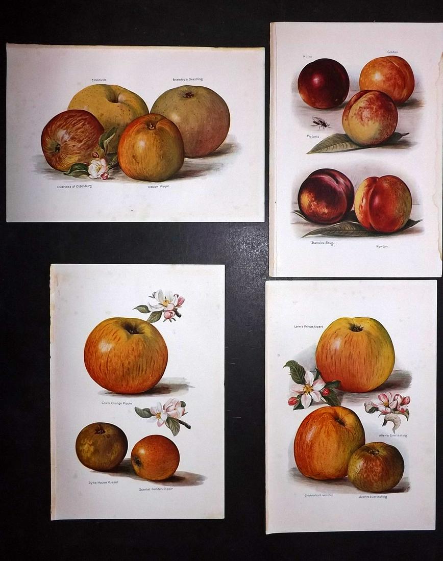 Wright, J & H 1924 Lot of 4 Vintage Fruit Prints: Lithographs Published 1924, London for "The Fruit-Grower's Guide" by John and Horace Wright. Paper Size: 10.5 x 7 inch (27 x 18cm) Minor background toning