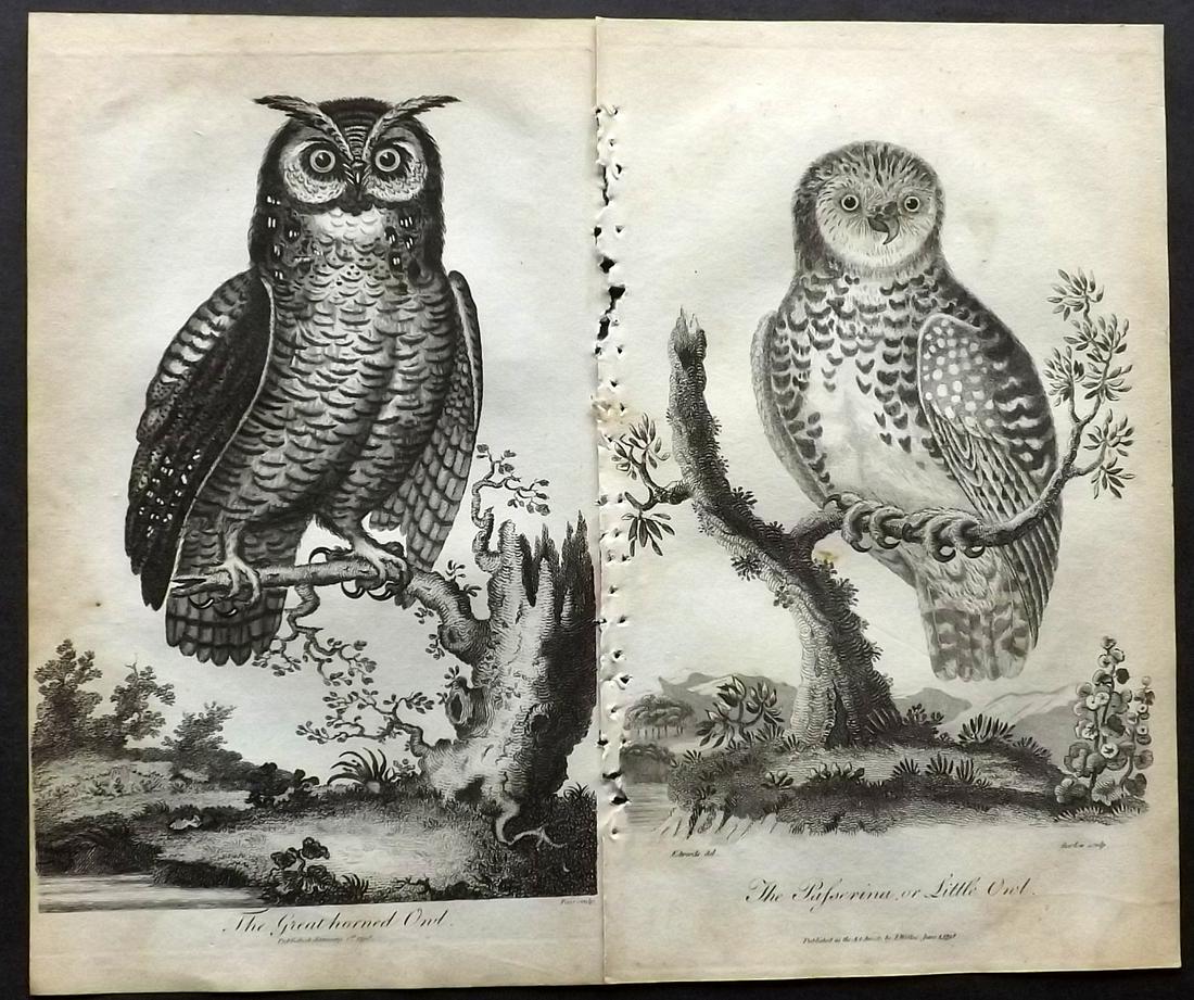 After George Edwards 1798 Pair of Owl Prints: Copper Plates Published 1794-1810, London for "A Genuine and Universal System of Natural History" by Carl Linnaeus and Ebenezer Sibly. Illustrated after George Edwards, Bloch, Knorr, Buffon, Gmelin an
