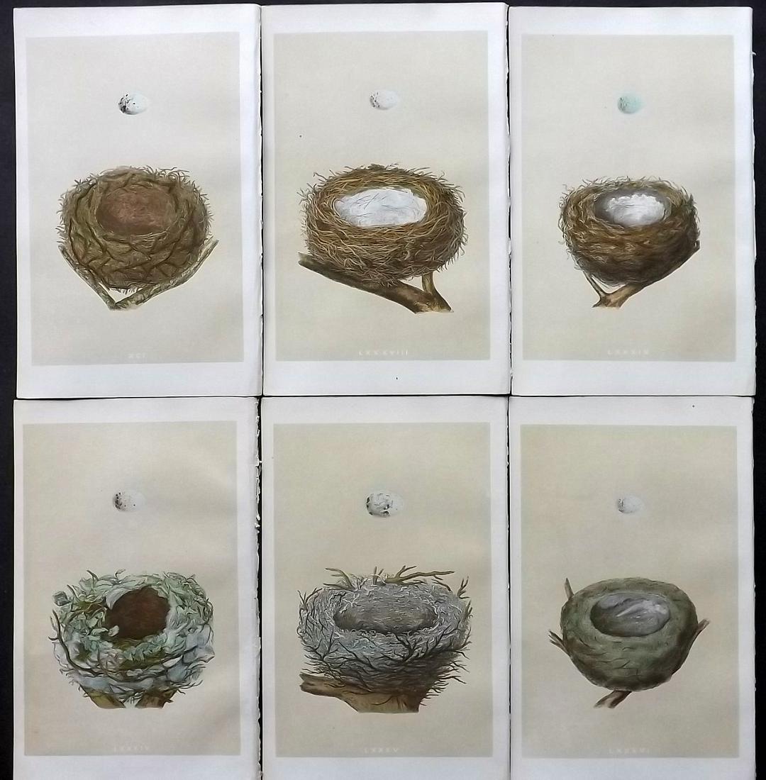 Morris, Francis 1866 Lot of 6 Bird Nest Prints (1 of 2)