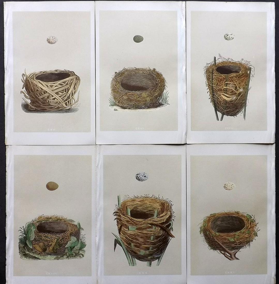 Morris, Francis 1866 Lot of 6 Bird Nest Prints (1 of 2)