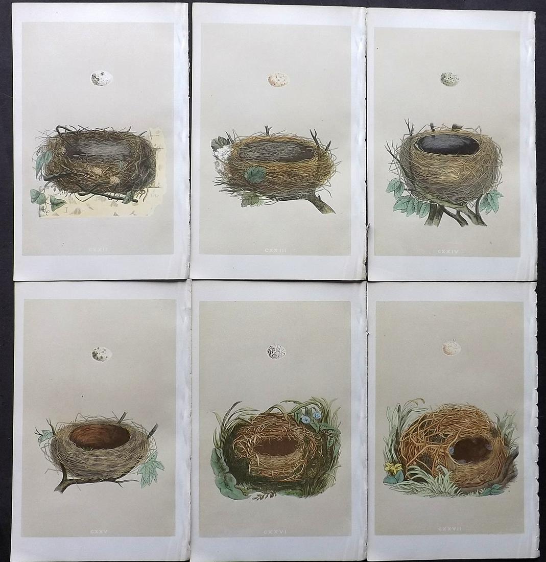 Morris, Francis 1866 Lot of 6 Bird Nest Prints (1 of 2)