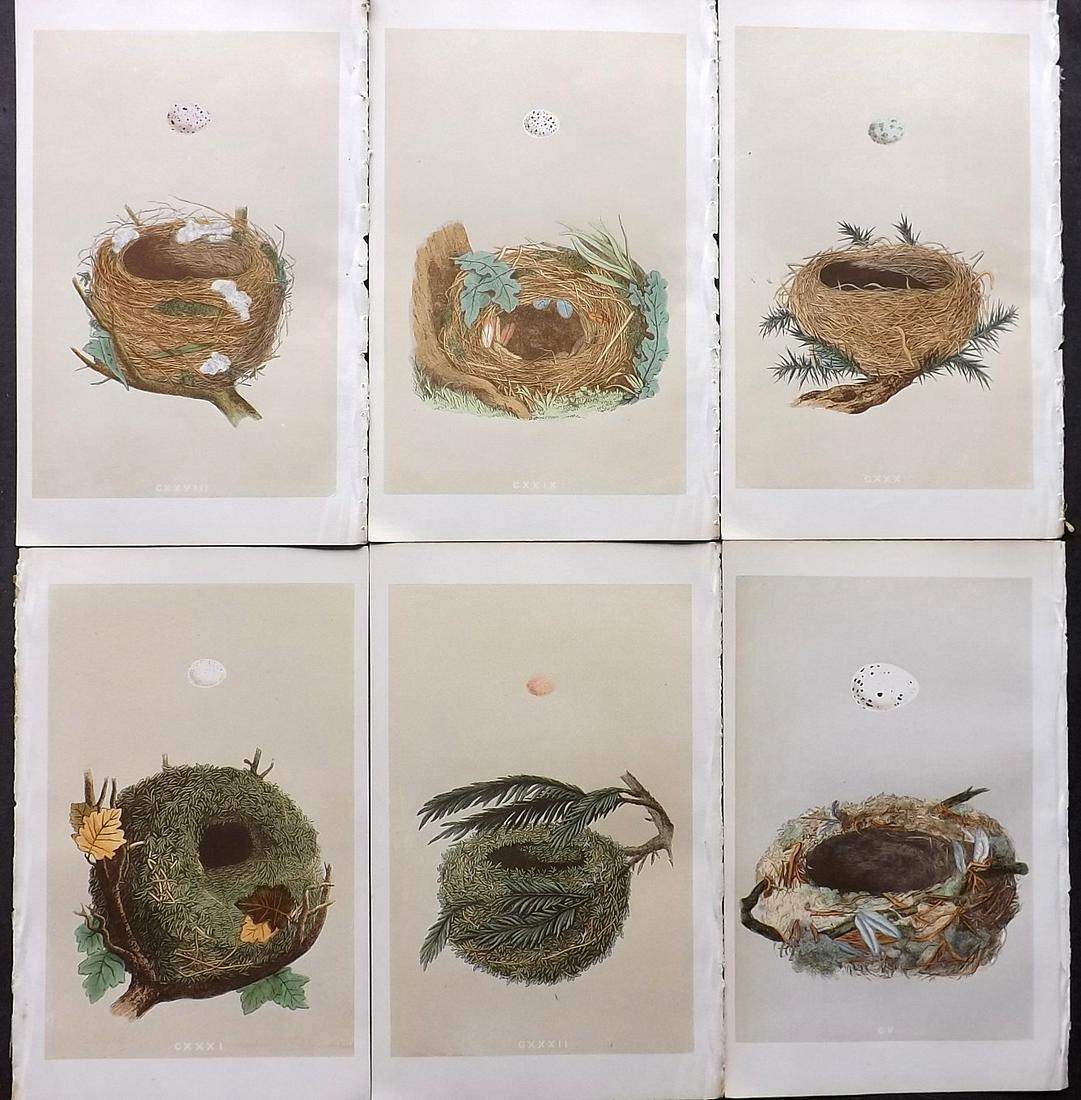 Morris, Francis 1866 Lot of 6 Bird Nest Prints (1 of 2)