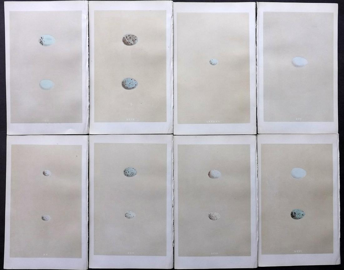 Morris, Francis 1866 Lot of 8 Bird Egg Prints: Woodblocks Published 1866, London for "A Natural History of the Nests and Eggs of British Birds" First Edition By the Rev. F. O. Morris, printed Benjamin Fawcett. Printed in colours and finished by ha