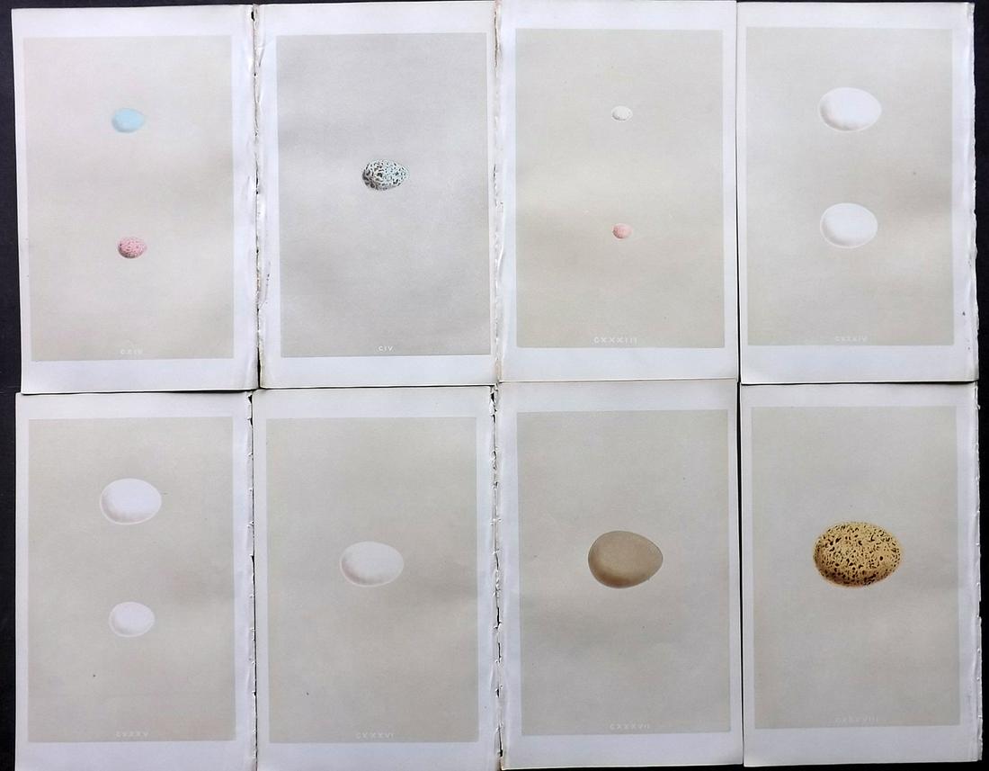 Morris, Francis 1866 Lot of 8 Bird Egg Prints: Woodblocks Published 1866, London for "A Natural History of the Nests and Eggs of British Birds" First Edition By the Rev. F. O. Morris, printed Benjamin Fawcett. Printed in colours and finished by ha