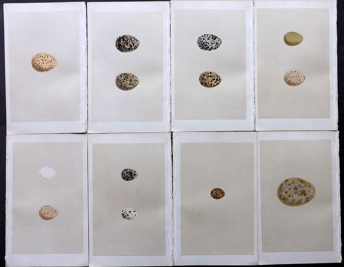 Morris, Francis 1866 Lot of 8 Bird Egg Prints: Woodblocks Published 1866, London for "A Natural History of the Nests and Eggs of British Birds" First Edition By the Rev. F. O. Morris, printed Benjamin Fawcett. Printed in colours and finished by ha