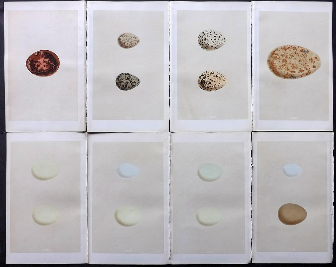 Morris, Francis 1866 Lot of 8 Bird Egg Prints: Woodblocks Published 1866, London for "A Natural History of the Nests and Eggs of British Birds" First Edition By the Rev. F. O. Morris, printed Benjamin Fawcett. Printed in colours and finished by ha