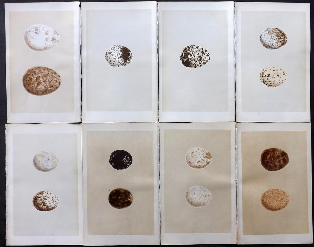 Morris, Francis 1866 Lot of 8 Bird Egg Prints (1 of 2)