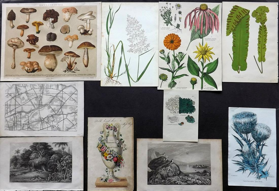 Botanical Prints 19th Cent. Mixed Lot of 10: Lot of 10 Lithographs, Woodblocks and Etchings. Examples by Soweby, Twamley, Blackie, Farm Weeds of Canada, Hogg & Johnson, Schubert, Lowe, & Chambers. Paper Size: Up to 12 x 9 inch (30 x 23cm) Severa