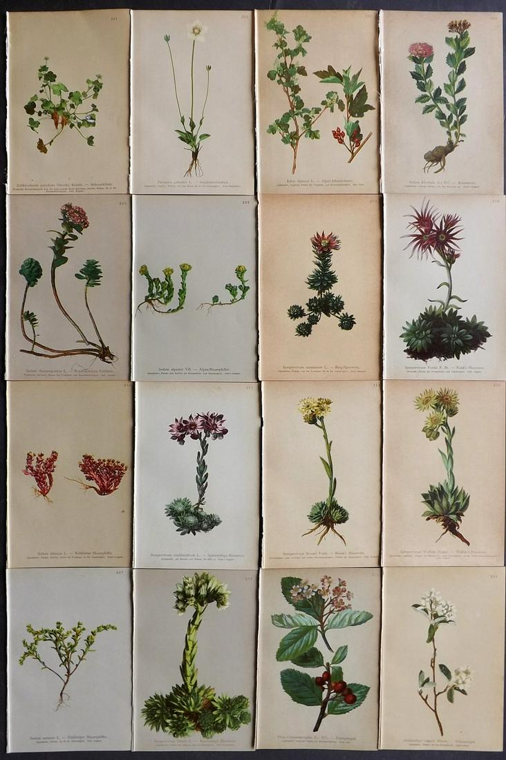 Hartinger, Anton 1897 Lot of 16 Botanical Prints: Chromolithographs Published 1897, Vienna for "Atlas der Alpenflora" by Anton Hartinger. Paper Size: 7.5 x 5 inch (19 x 13cm) Good Condition