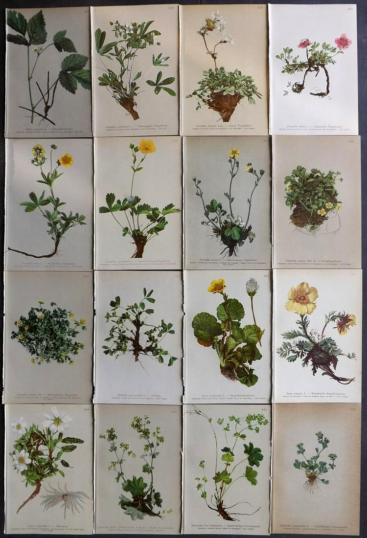 Hartinger, Anton 1897 Lot of 16 Botanical Prints: Chromolithographs Published 1897, Vienna for "Atlas der Alpenflora" by Anton Hartinger. Paper Size: 7.5 x 5 inch (19 x 13cm) Good Condition