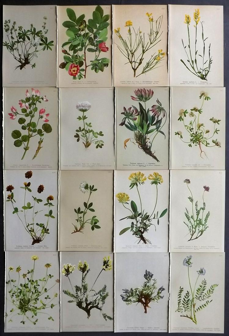 Hartinger, Anton 1897 Lot of 16 Botanical Prints: Chromolithographs Published 1897, Vienna for "Atlas der Alpenflora" by Anton Hartinger. Paper Size: 7.5 x 5 inch (19 x 13cm) Good Condition
