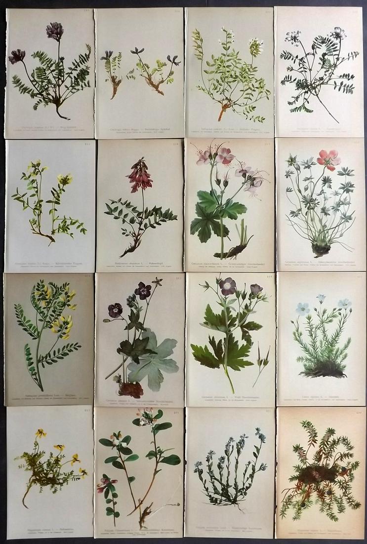 Hartinger, Anton 1897 Lot of 16 Botanical Prints: Chromolithographs Published 1897, Vienna for "Atlas der Alpenflora" by Anton Hartinger. Paper Size: 7.5 x 5 inch (19 x 13cm) Good Condition