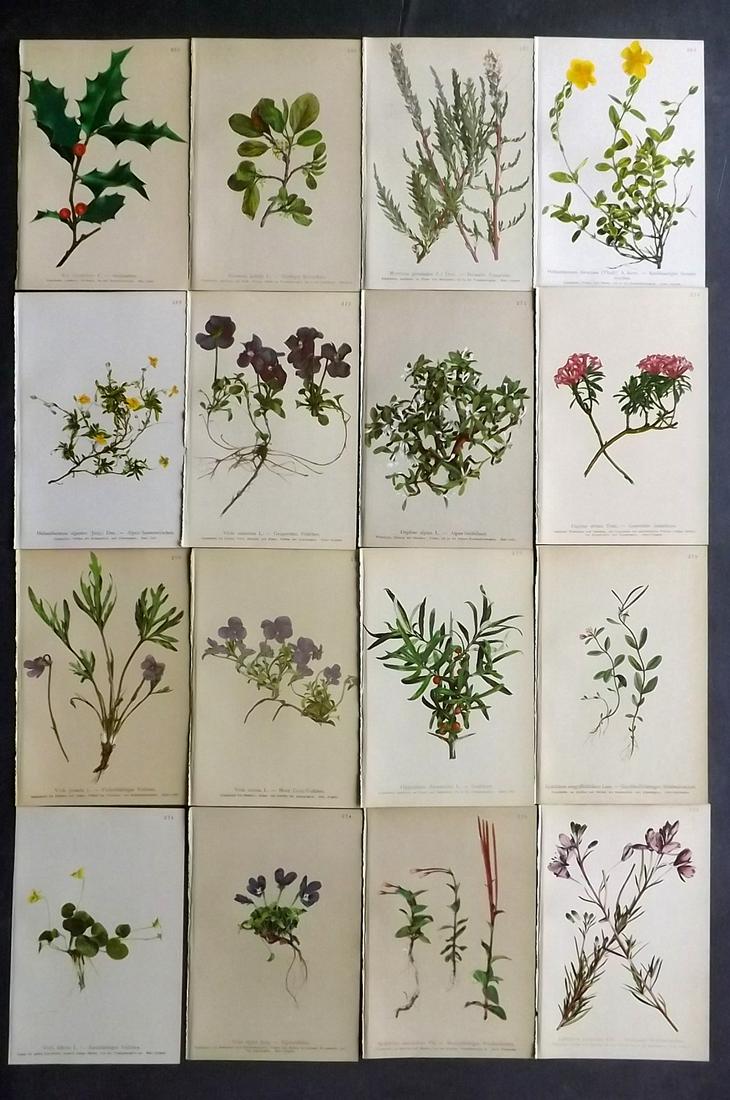 Hartinger, Anton 1897 Lot of 16 Botanical Prints: Chromolithographs Published 1897, Vienna for "Atlas der Alpenflora" by Anton Hartinger. Paper Size: 7.5 x 5 inch (19 x 13cm) Good Condition