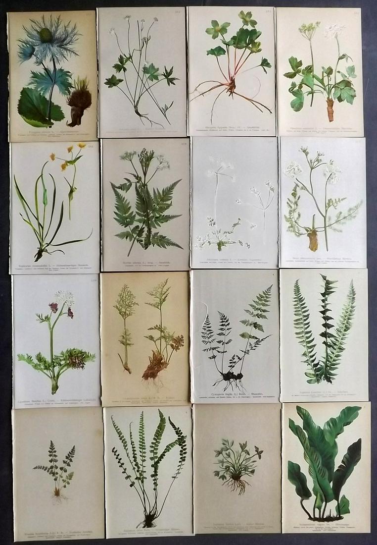 Hartinger, Anton 1897 Lot of 16 Botanical Prints: Chromolithographs Published 1897, Vienna for "Atlas der Alpenflora" by Anton Hartinger. Paper Size: 7.5 x 5 inch (19 x 13cm) Good Condition