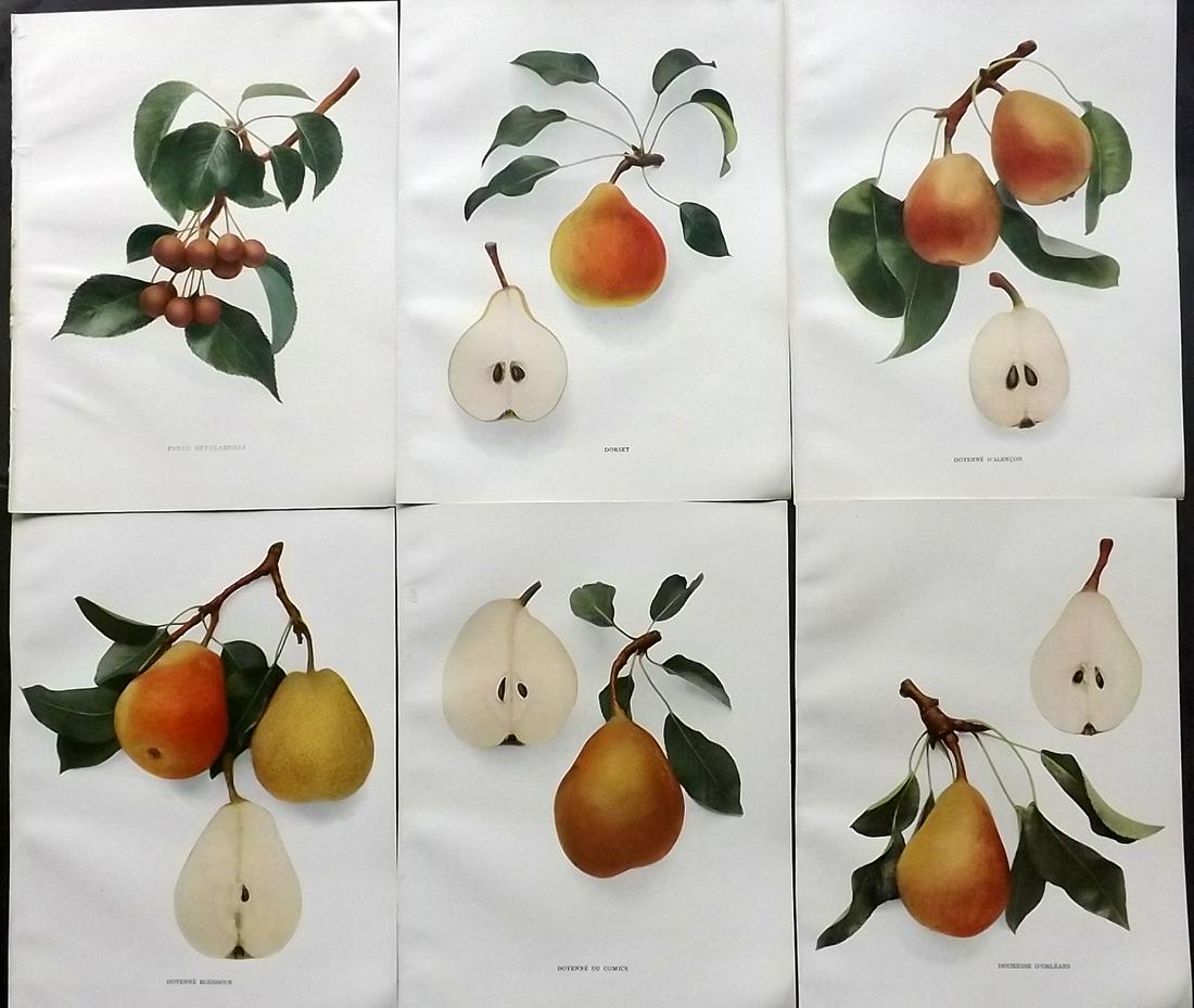 Hedrick, U. P. 1921 Fruit Prints (6) Pears of New York (1 of 2)