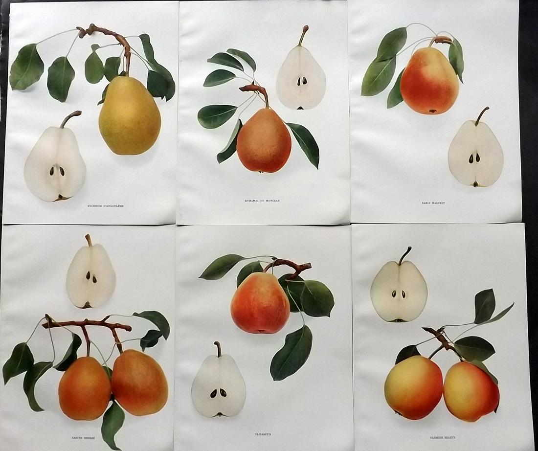 Hedrick, U. P. 1921 Fruit Prints (6) Pears of New York (1 of 2)