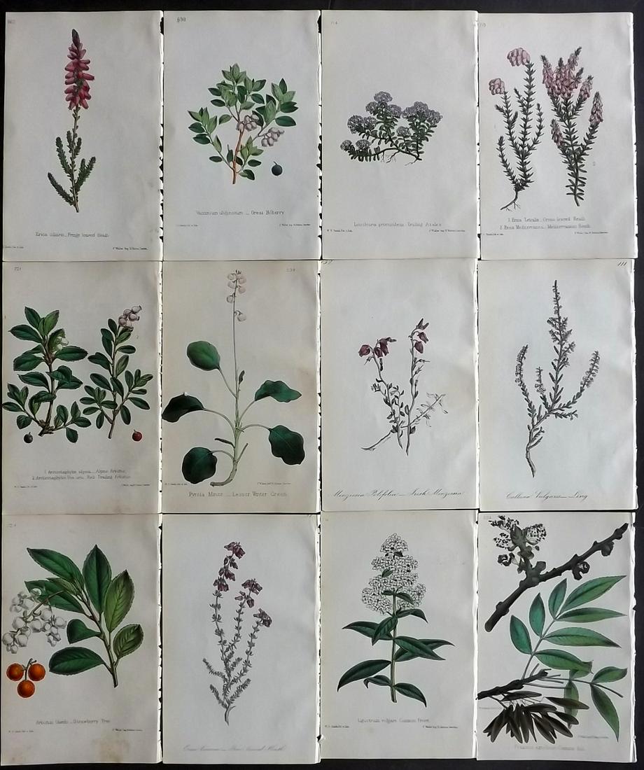 Hogg & Johnson C1870 Lot of 12 HCol Botanical Prints: Hand Coloured Lithographs Published 1863-1880, London for "The Wild Flowers of Great Britain" by Robert Hogg & George W. Johnson. Paper Size: 9 x 5.5 inch (23 x 14cm) Good Condition